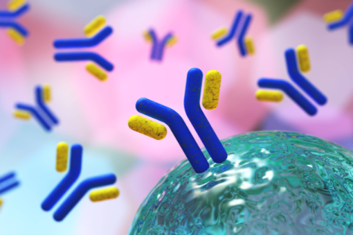 Antikörper, Immunglobulin, Y-förmiges Protein, das hauptsächlich von Plasmazellen produziert wird, 3D-Darstellung